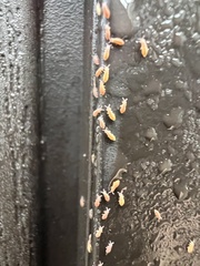 Entomobrya atrocincta