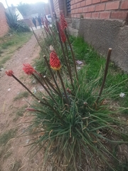 Kniphofia uvaria