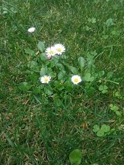 Bellis perennis