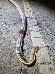 Coelognathus radiatus