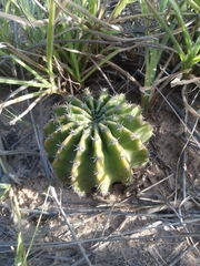 Echinopsis oxygona