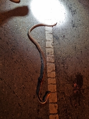 Coelognathus radiatus
