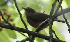 Colluricincla rufogaster