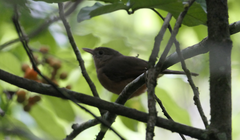 Colluricincla rufogaster