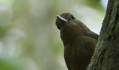 Colluricincla rufogaster