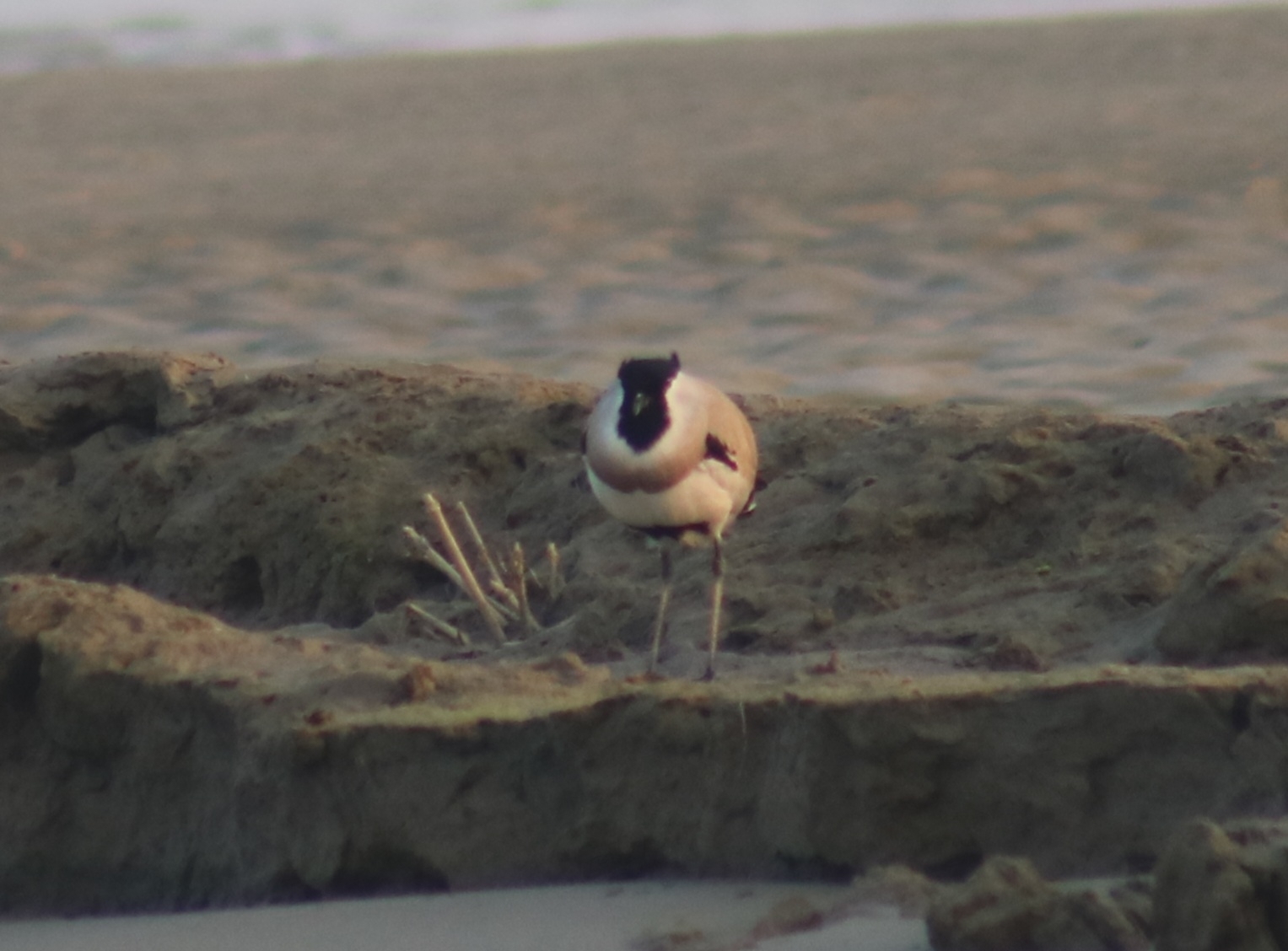 River Lapwing