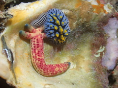 Phyllidia marindica