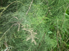 Tamarix austromongolica