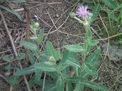 Cirsium arvense integrifolium