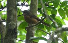 Colluricincla rufogaster