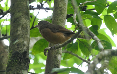 Colluricincla rufogaster