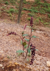 Phytolacca thyrsiflora