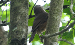 Colluricincla rufogaster