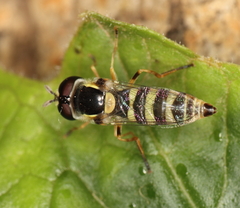 Ischiodon aegyptius