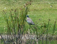 Columba guinea phaeonota