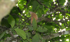 Colluricincla rufogaster