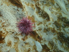 Mesocentrotus franciscanus