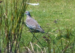 Columba guinea phaeonota