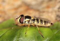 Ischiodon aegyptius