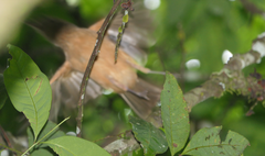 Colluricincla rufogaster