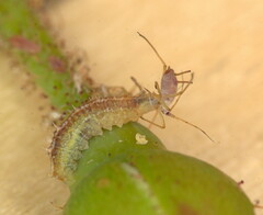 Ischiodon aegyptius