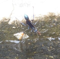 Chalybion laevigatum