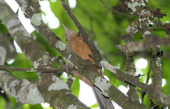 Colluricincla rufogaster