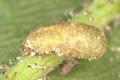 Ischiodon aegyptius