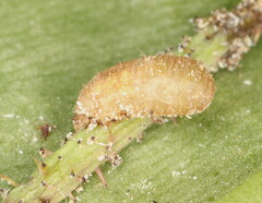 Ischiodon aegyptius