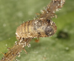 Ischiodon aegyptius