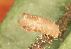 Ischiodon aegyptius
