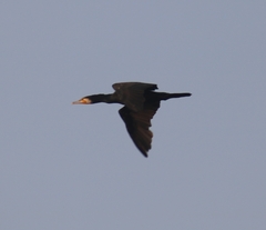 Phalacrocorax carbo