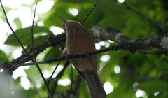 Colluricincla rufogaster