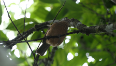 Colluricincla rufogaster