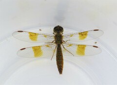 Perithemis