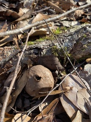 Apioperdon