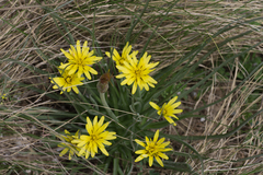 Pseudopodospermum molle