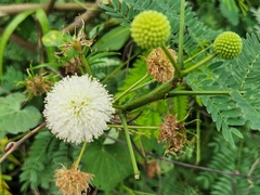 Leucaena leucocephala