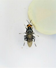 Cyphomyia