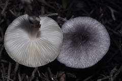 Leucoagaricus ionidicolor
