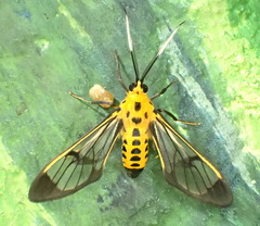 Mesothen flavicostata