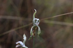 Chloraea piquichen