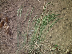 Poa sphondylodes