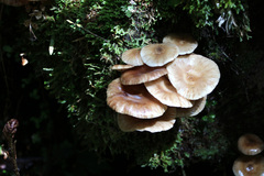 Armillaria novae-zelandiae