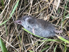 Crocidura russula