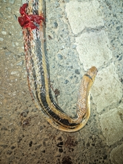 Coelognathus radiatus