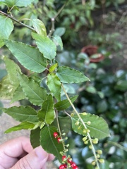 Rivina humilis