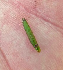 Emarginea percara