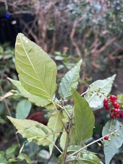 Rivina humilis