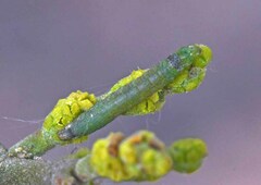 Emarginea percara